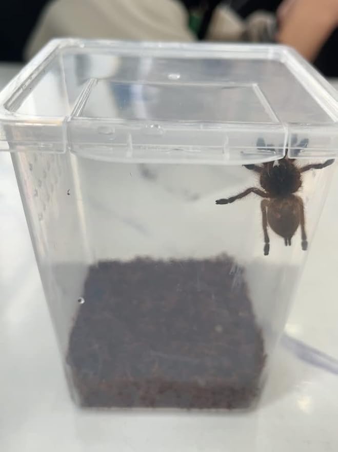 Small Reptile breeding Box Spider Terrarium freeding Box for arboreal Tarantula Scorpion Sling Lizards Mantis Jumping Spider Snail Insect Isopods Terrariums Breeding Box (4high+4small)