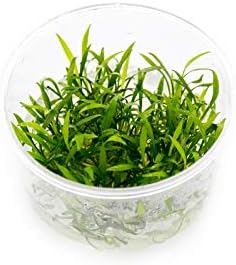 Cryptocoryne parva in Vitro Tissue Culture Small Cup