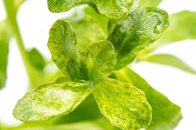 Live Aquarium Stem Plants - Freshwater Aquatic Plant for Fish Tanks, Aquascaping - (Bacopa Monnieri Variegatus, 1 Bunch)