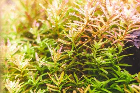 Live Aquarium Stem Plants - Freshwater Aquatic Plant for Fish Tanks, Aquascaping - (Rotala Indica, 4 Bunches)