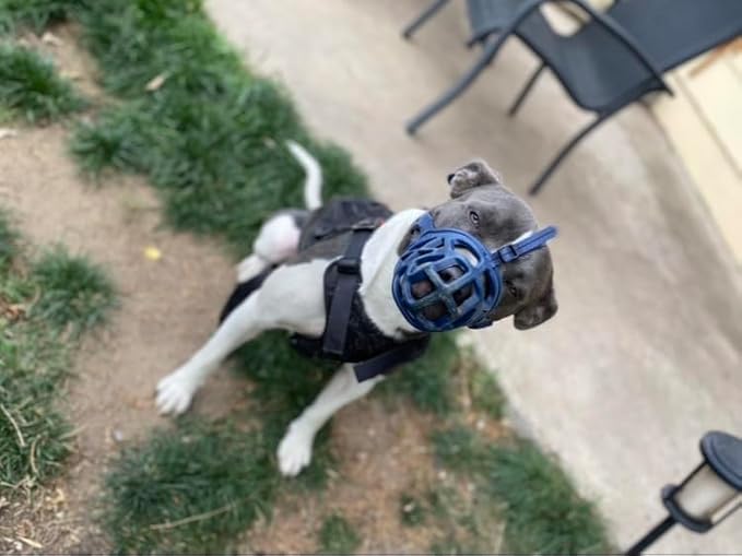 Mayerzon Dog Muzzle, Breathable Basket Muzzles for Small, Medium, Large and X-Large Aggressive Dogs Beagle German Shepherd Doberman, Cage Mouth Guard Stop Biting Chewing for Grooming Training