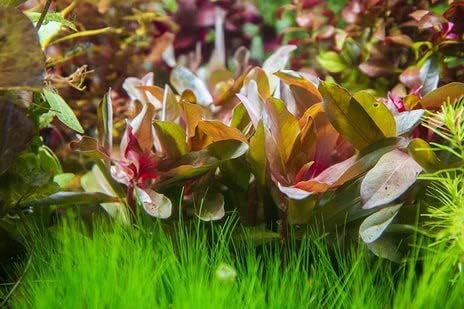 Live Aquarium Stem Plants - Freshwater Aquatic Plant for Fish Tanks, Aquascaping - (Ammania Senegalensis, 1 Bunch)