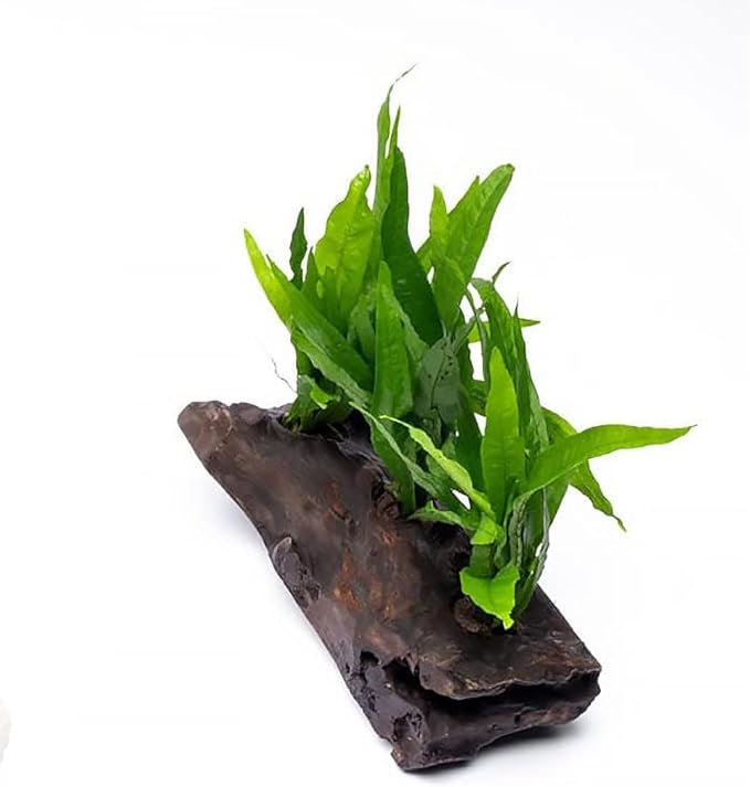 Live Aquarium Plants on Driftwood, Lava Rock, Moss Mat - Freshwater Fish Tank Plants (Java Fern, Driftwood (Large))