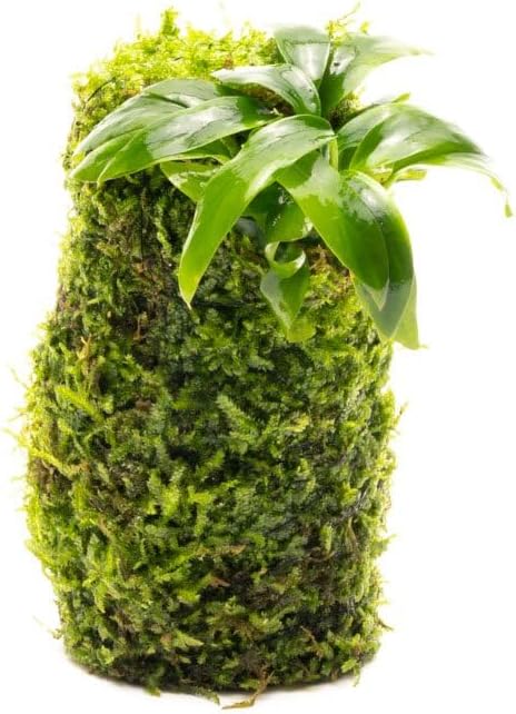 Live Aquarium Plants on Driftwood, Lava Rock, Moss, Fiber Mat - Freshwater Fish Tanks - Easy, Beginner Friendly (Anubias Minima on Christmas Moss Tower)
