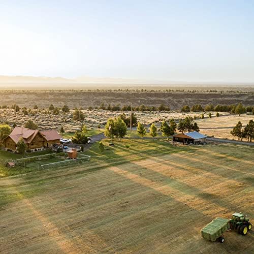 Blue Mountain Hay | Fresh Timothy Hay (15 Ounce) | Great for All Ages | High-Altitude Hay Pet Food for Rabbits, Guinea Pigs, Chinchillas, Hamsters, and Other Small Pets