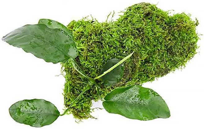 Live Aquarium Plants on Driftwood, Lava Rock, Moss Mat - Freshwater Fish Tank Plants (Anubias Barteri w/Christmas Moss, Driftwood (Medium))