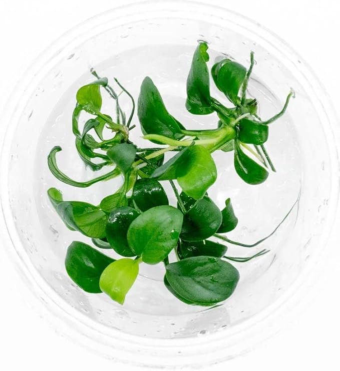 Ultum Nature Systems Anubias Nana Petite Tissue Culture Live Plant for Aquarium, Freshwater Fish Tank, Aquascaping - 100% Snail Free in Vitro