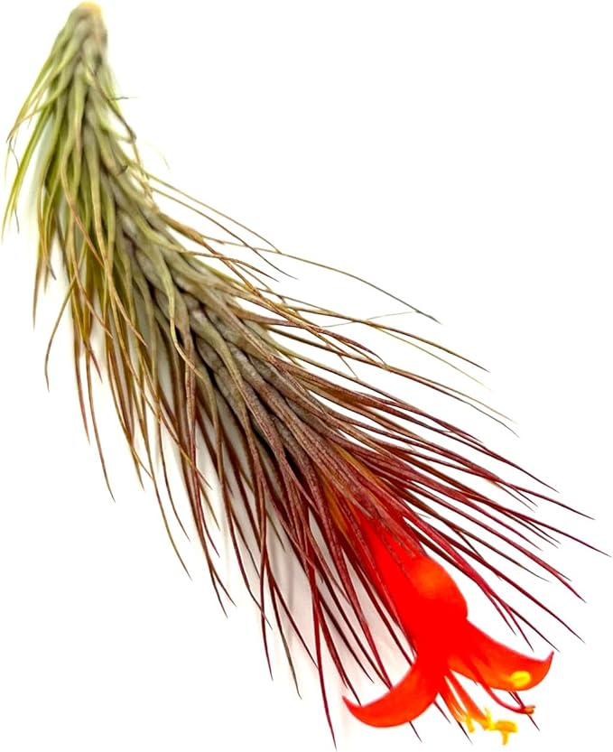 Air Plants - Tillandsia Funckiana Hybrid, Large 5-7" - 5ct - Live Arrival Guaranteed - House Plants for Home Decor & Gift