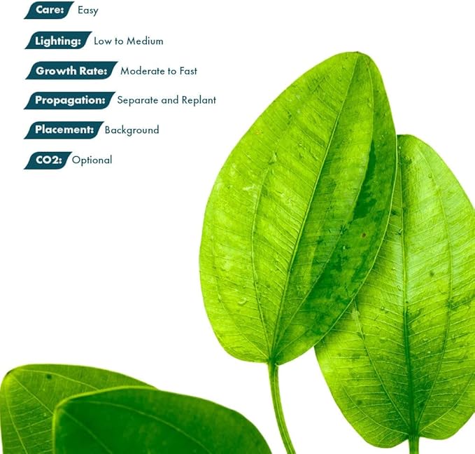 Live Plants - Argentine Sword (Echinodorus ascherianus) - Low to Medium Light, Bright Green Accent for Background Freshwater Aquarium Aquascaping - Pot