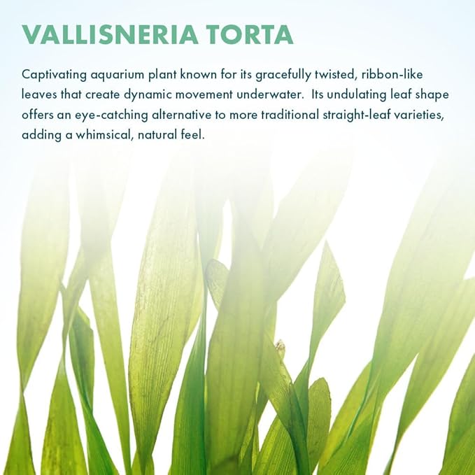 Live Plant - Tall Grass, Vallisneria Torta - Easy Care, Moderate to High Light, Bright Green Accent, Freshwater Aquatic Plant for Aquascaping - Lead Bunch