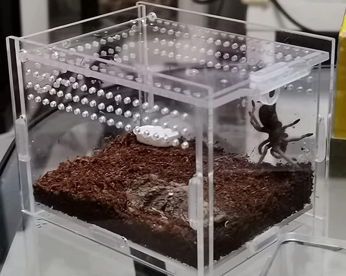 Magnetic Acrylic Case, micro habitat small Tarantula Enclosure enclosure for arboreal Tarantula Scorpion Sling Lizards Mantis Snake Gecko jumping spider snail Insect Isopods (3.5*3.5*3.7inch)