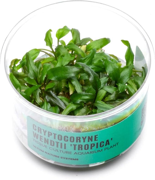 Ultum Nature Systems Cryptocoryne Wendtii Tropica Tissue Culture Live Plant for Aquarium, Aquascaping, Freshwater Fish Tanks - 100% Snail Free in Vitro
