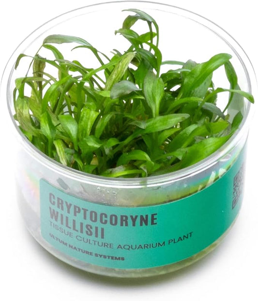 Ultum Nature Systems Cryptocoryne Willisii Tissue Culture Live Plant for Aquarium, Aquascape, Freshwater Fish Tanks - 100% Snail Free in Vitro
