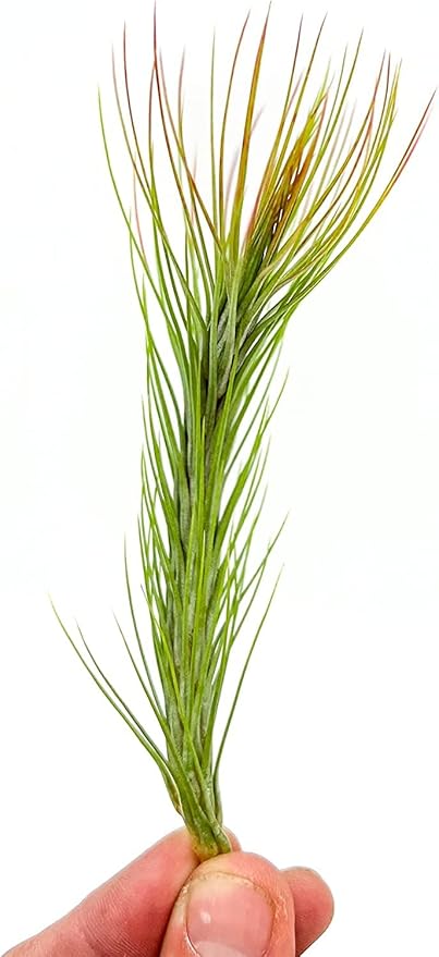 Air Plants - Tillandsia Funckiana Hybrid, Large 5-7" - 2ct - Live Arrival Guaranteed - House Plants for Home Decor & Gift