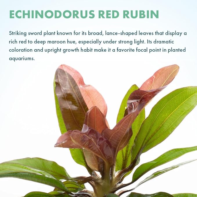Live Plants - Echinodorus ‘Red Rubin’ (Echinodorus sp.) - Medium to High Light, Red Green, Midground to Background, Freshwater Aquascaping Aquatic Plant - Pot