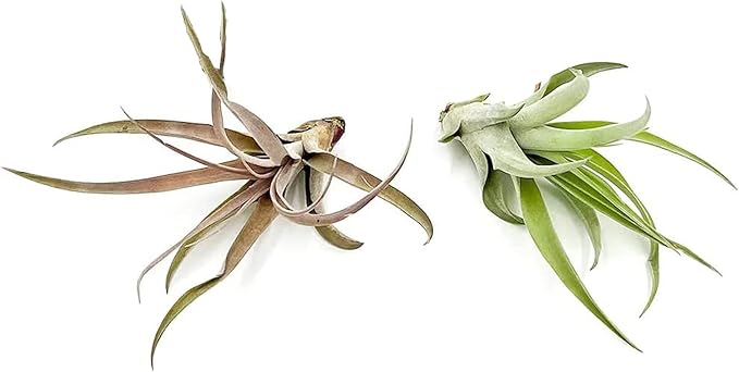 Air Plants - Tillandsia Capitata (Peach), Large 5-7” - 2 ct - Live Arrival Guaranteed - House Plants for Home Decor & Gift