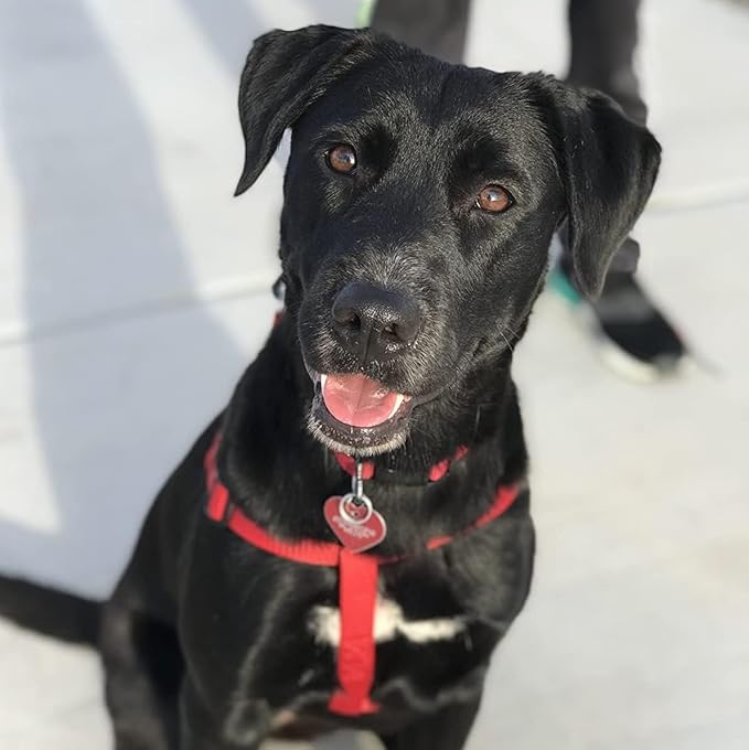 PUPTECK No Pull Dog Harness Soft Adjustable Basic Nylon Step in Puppy Vest Outdoor Walking with ID Tag Red