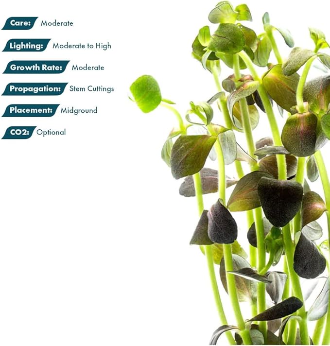 Live Plant - Purple Bacopa (Bacopa salzmannii) - Moderate Care, Moderate to High Light, Purple and Violet Accent, Freshwater Aquatic Plant for Aquascaping - Lead Bunch