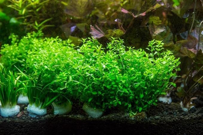 Live Aquarium Stem Plants - Freshwater Aquatic Plant for Fish Tanks, Aquascaping - (Pearl Weed Hemianthus Micranthemoides, 1 Bunch)