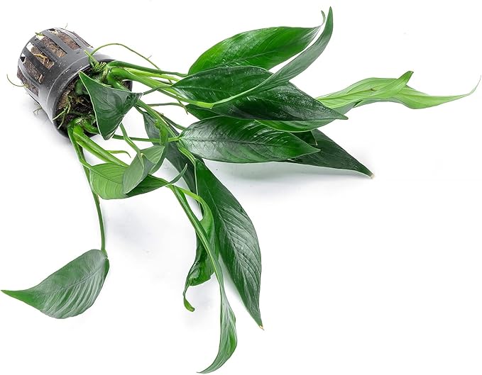 Anubias Live Aquarium Plants - Potted Freshwater Plant for Fish Tanks, Terrariums - Beginner Friendly Low Light (Lanceolata, 1 Pot)