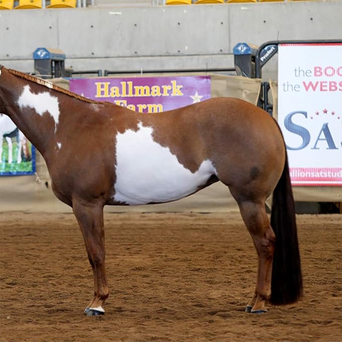Horse Tail Extensions with Braided Horsehair Loop, Blunt Cut Bottom, 34-36 inches Long and 1 lb Weight (Dark Sorrel)