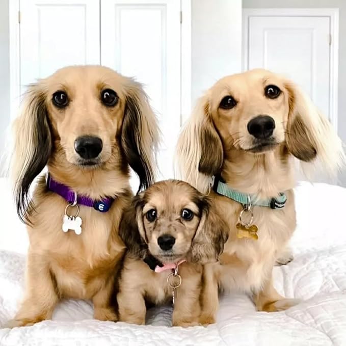 Blueberry Pet Essentials Medium Dog Collar in French Pink | Adjustable & Eco-Friendly Durable Nylon Strap | Classic Collar for Medium Dogs, Boy & Girl Pets