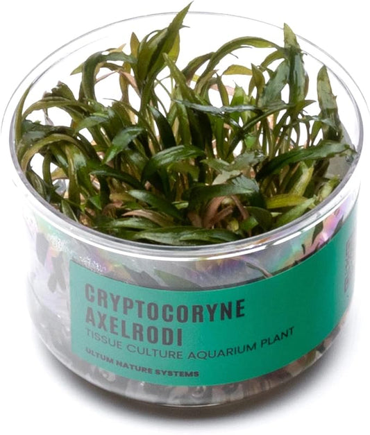 Ultum Nature Systems Cryptocoryne Axelrodi Tissue Culture Live Plant for Aquarium, Aquascaping, Freshwater Fish Tanks - 100% Snail Free in Vitro
