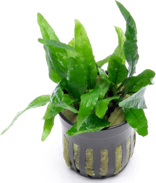 Java Fern Live Aquarium Plants - Potted Freshwater Plant for Fish Tanks - Beginner Friendly, Low Light (Narrow Mini, 3 Pots)