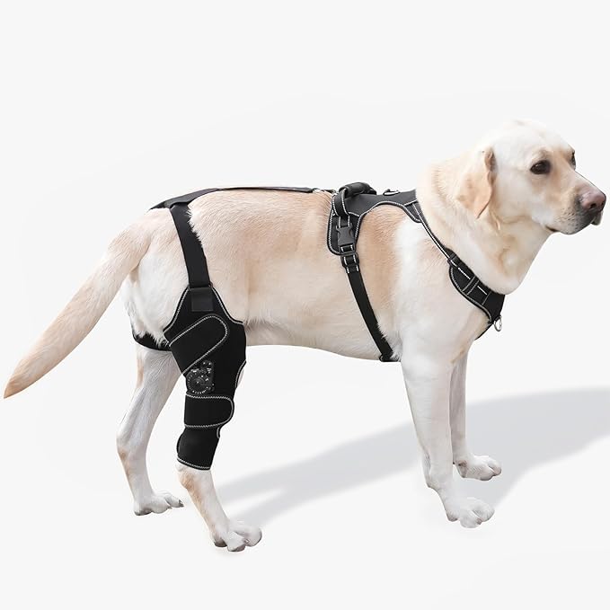 Dog Knee Brace with Adjustable Support – ACL & CCL Tear Recovery, Post-Surgery Stabilization, Mobility Aid for Rear Legs – Includes Secure Chest Harness for Dogs(Right,L)