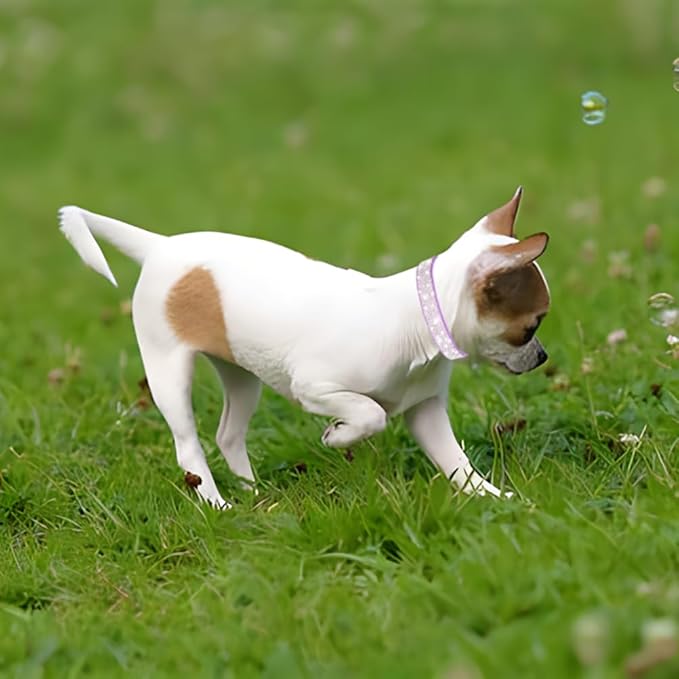 Rhinestone Dog Collar for Small Dogs, Bling Diamond Fancy Crystal Glitter Pretty Jewel Pet Puppy Collars for XXS XS Small Medium Large Breed Girl Dogs Female Cats Kitten, Black XXSmall