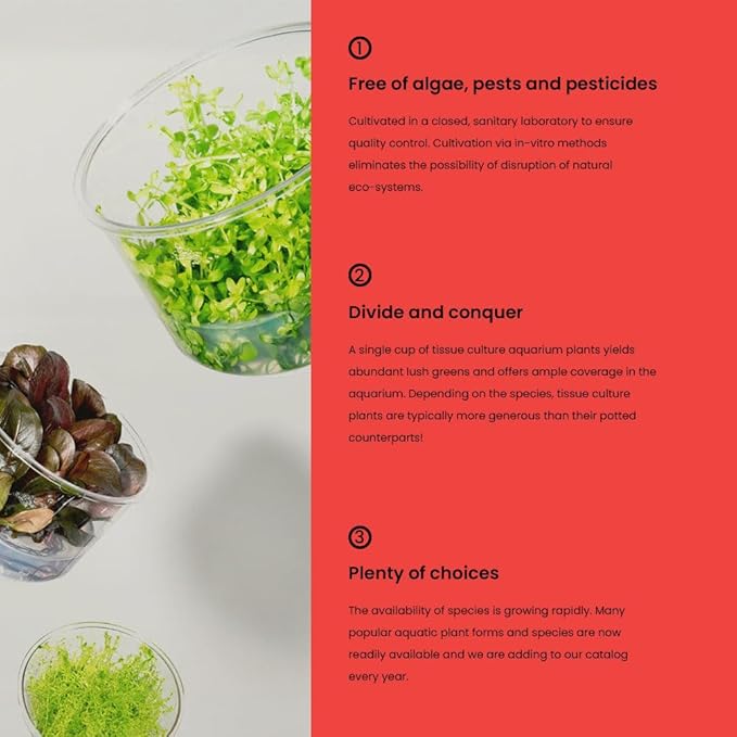 Ultum Nature Systems Live Tissue Culture - Rotala Manipurensis - Advanced - High Light - Orange-Pink Accent - Midground to Background - 100% Snail Free Grown in-Vitro - Regular Cup