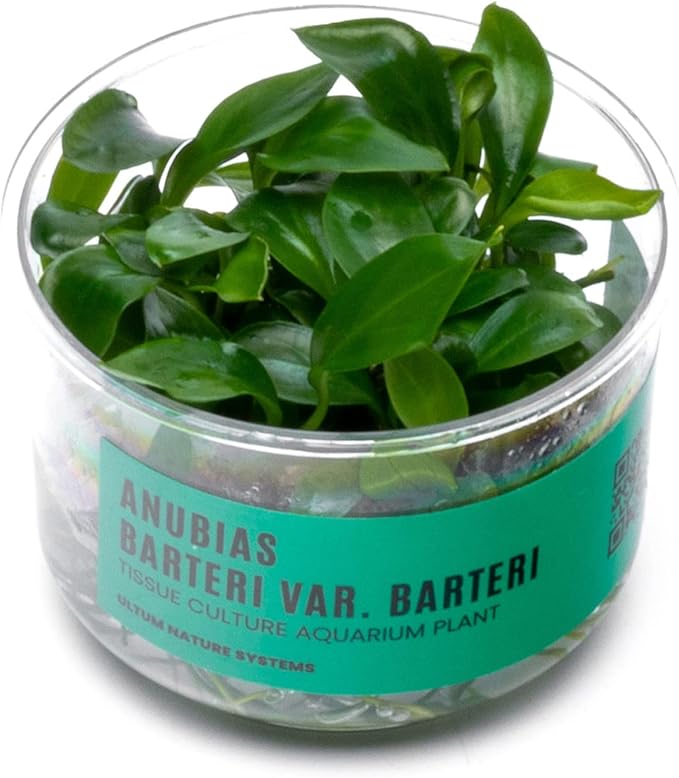 Ultum Nature Systems Anubias Barteri Tissue Culture Live Plant for Aquarium, Aquascape, Freshwater Fish Tanks - 100% Snail Free in Vitro