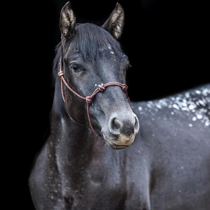 Horse Rope Training Halter - 4 Knot 1/4" Stiff Halter Cord - Used by Famous Trainers Multiple Sizes Multiple Colors