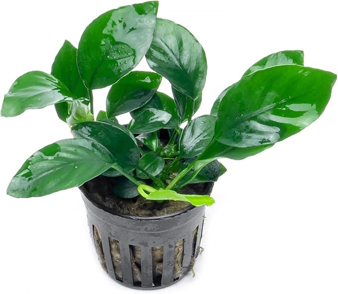 Anubias Live Aquarium Plants - Potted Freshwater Plant for Fish Tanks, Terrariums - Beginner Friendly Low Light (Barteri, 1 Pot)