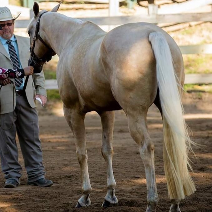 Horse Tail Extensions with Braided Horsehair Loop, Blunt Cut Bottom, 28-30 inches Long and 3/8 lb Weight