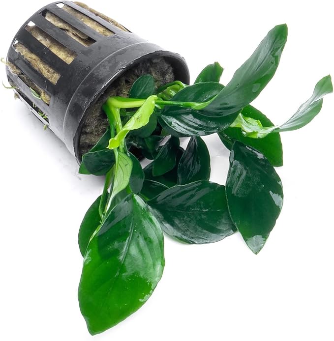 Anubias Live Aquarium Plants - Potted Freshwater Plant for Fish Tanks, Terrariums - Beginner Friendly Low Light (Barteri, 3 Pots)