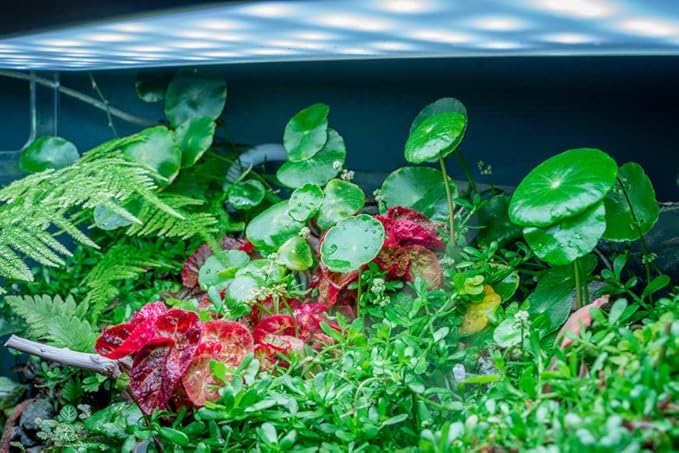 Live Aquarium Stem Plants - Freshwater Aquatic Plant for Fish Tanks, Aquascaping - (Hydrocotyle Verticillata, 1 Bunch)