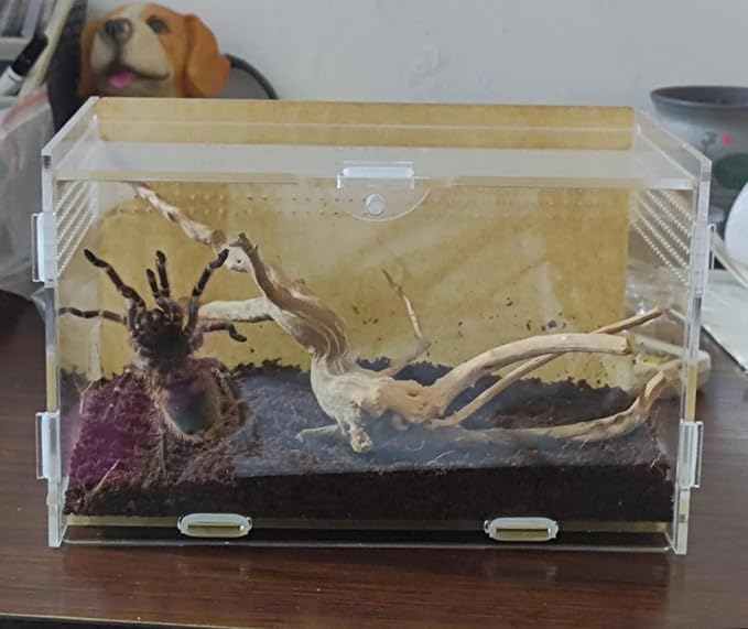 Magnetic Acrylic Case, micro habitat small Tarantula Enclosure enclosure for arboreal Tarantula Scorpion Sling Lizards Mantis Snake Gecko jumping spider snail Insect Isopods (7.8*4.7*4.7inch)