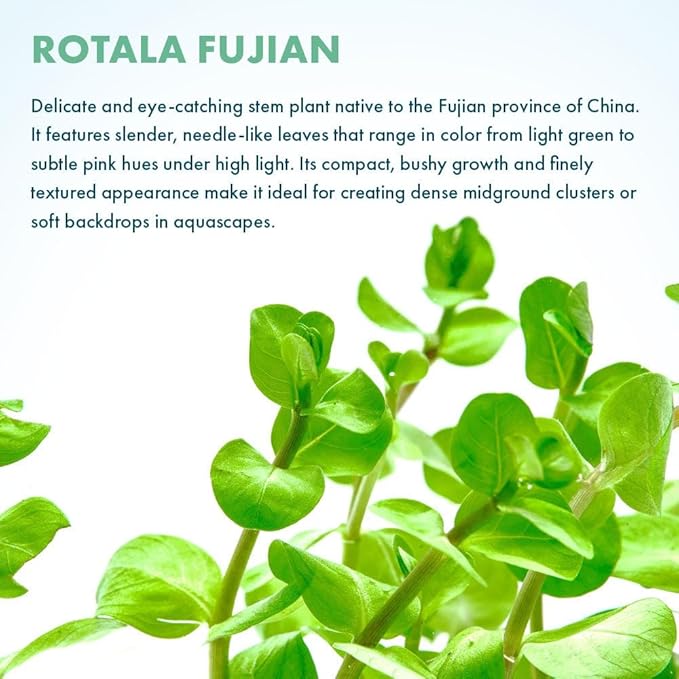 Live Plant - Rotala Fujian - Moderate Care, High Light, Orange-Pink Accent, Freshwater Aquatic Plant for Aquascaping - Lead Bunch