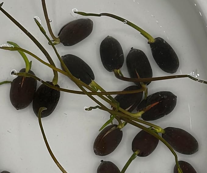 10 Sacred Lotus Seeds for Planting in Water Mixed Flower Color Pink Red White Yellow Multicolor Aquatic Nelumbo nucifera Bonsai Bowl Lotus Seed Ponds Water Feature Gardens Water Lily (10, Lotus Seed)