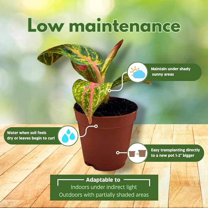 BubbleBlooms Aglaonema Assortment 2 inch Set of 4