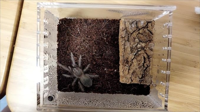 Insect breeding Box Reptile Feeding Box, Waterproof Enclosure Enclosure for arboreal Tarantula Scorpion Sling Lizards Snake Gecko Jumping Spider Snail Isopods (3.9 * 3.3 * 2.3inch)