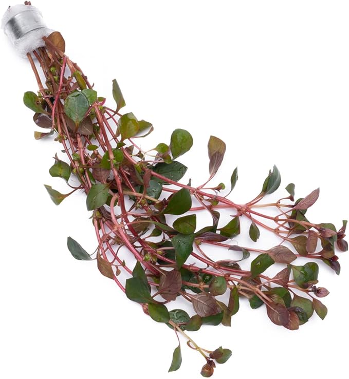 Live Aquarium Red Stem Plants - Freshwater Aquatic Plant for Fish Tanks, Aquascaping - (Ludwigia Natans Super, 4 Bunches)