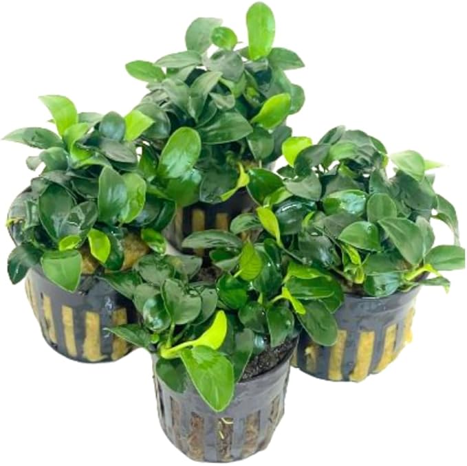 4X Anubias Nana Petite Potted Aquarium Live Plant for Fish Tank Decoration