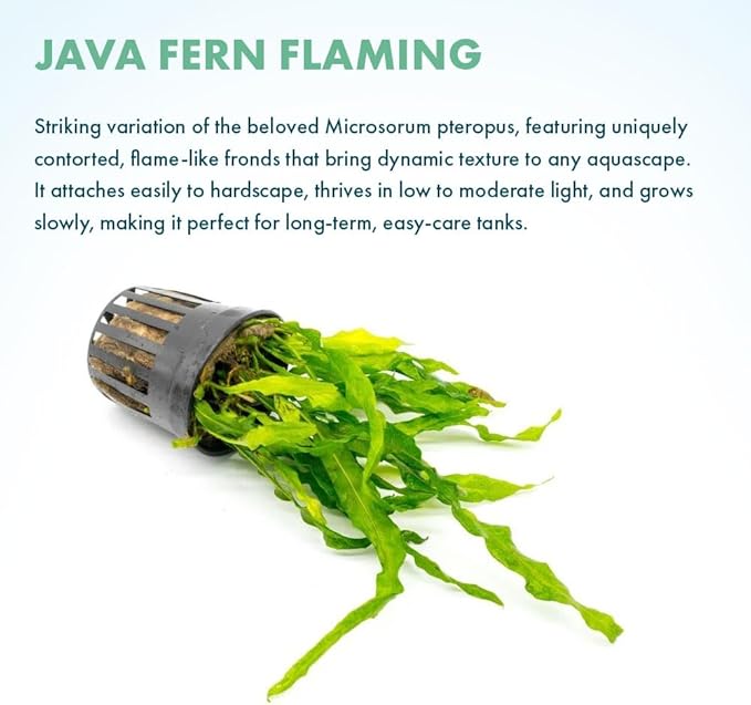 Live Plants - Java Fern 'Flaming' (Microsorum pteropus) - Low to Medium Light Aquarium Display, Bright Green Accent, Midground Tank, Freshwater Aquatic Plant - Pot