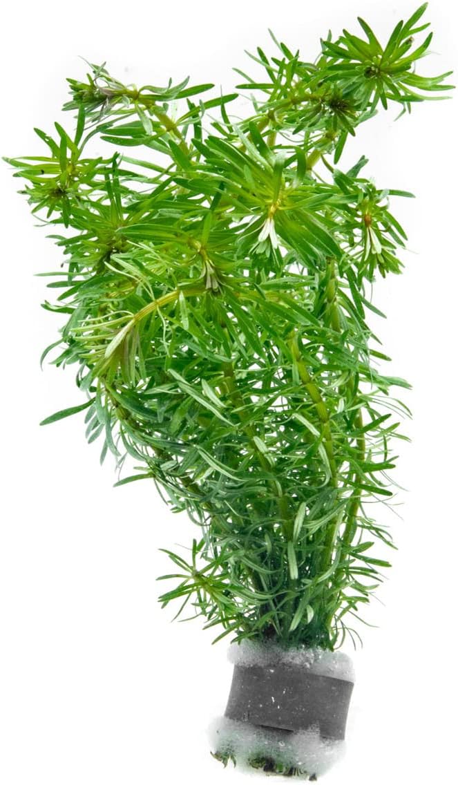 Live Aquarium Stem Plants - Freshwater Aquatic Plant for Fish Tanks, Aquascaping - (Rotala Bossii, 4 Bunches)