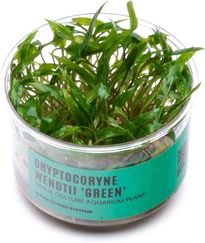Ultum Nature Systems Cryptocoryne Wendtii Green Tissue Culture Live Plant for Aquarium, Aquascape, Freshwater Fish Tanks - 100% Snail Free in Vitro