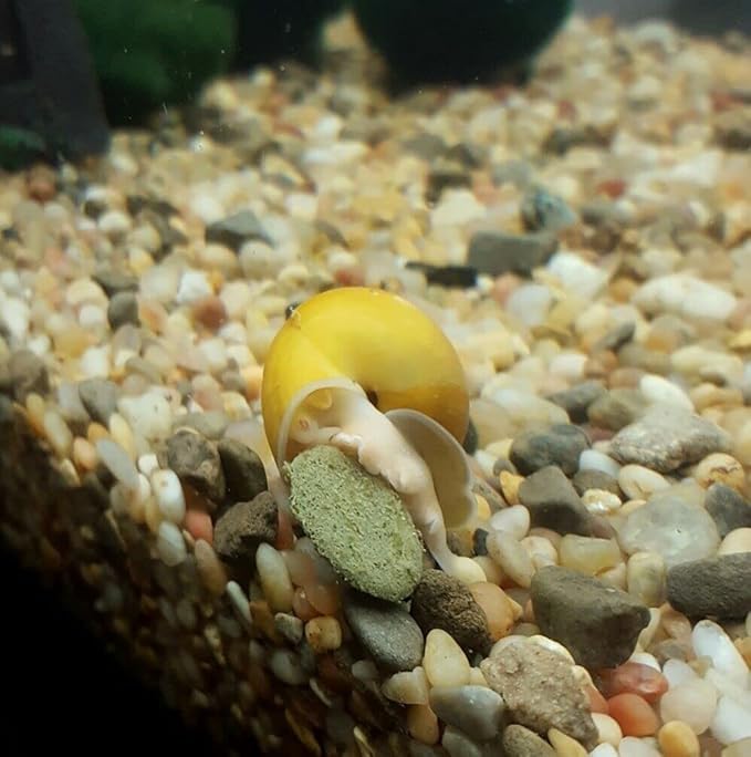 Aquatic Foods Inc. Wafers 3.5mm - 1/8" Intense Color Enhancing Sinking Micro Wafers for All Tropical Fish, Cichlids, Catfish, Plecos, All Bottom Fish, Shrimp, Snails, Crabs, …11oz Small Jar