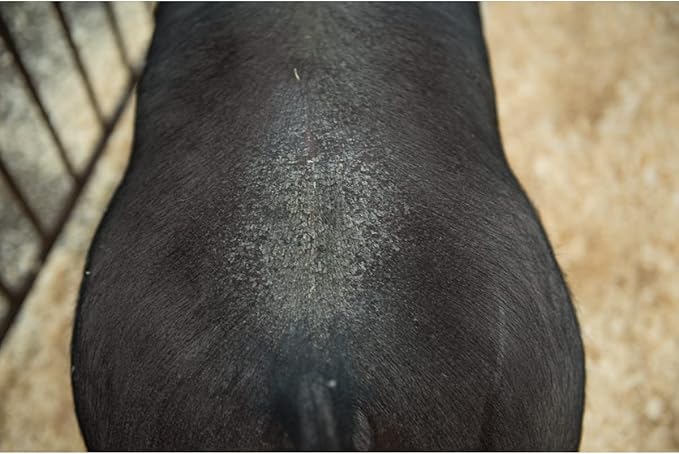 Weaver Leather Swine Conditioner and Shine