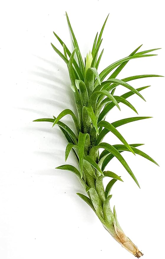 Live Air Plants – Tillandsia Araujei, Large 5” – 5ct – Live Arrival Guaranteed – House Plants for Home Décor & Gift